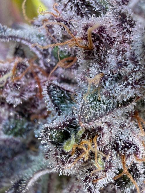 All about Terps. Week 17