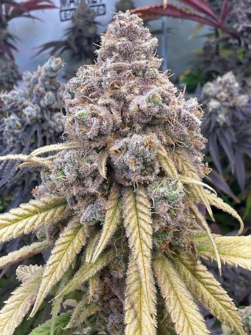 All about Terps. Week 18