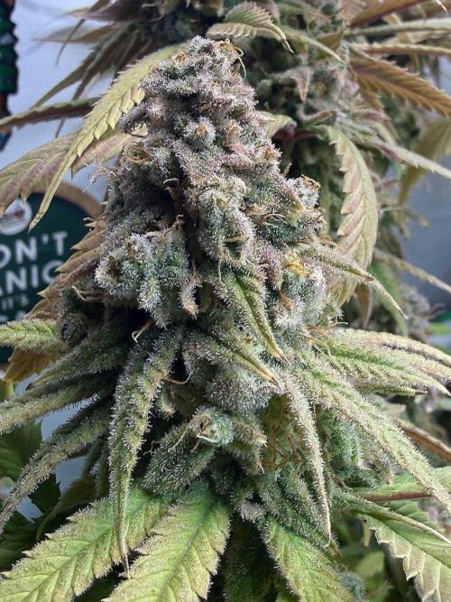 All about Terps. Week 18