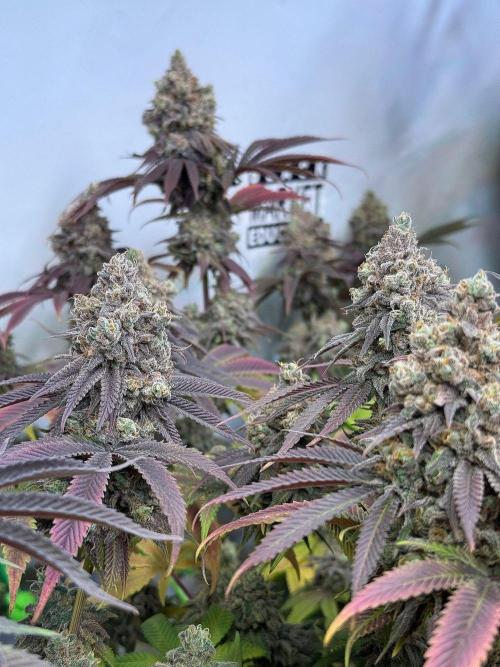 All about Terps. Week 18