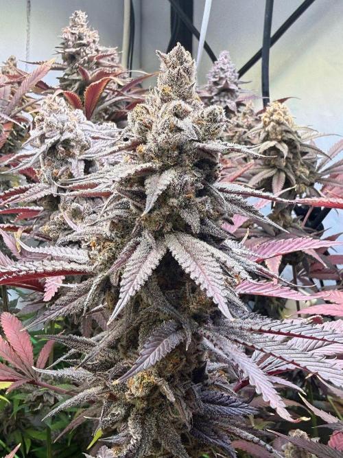 All about Terps. Week 18