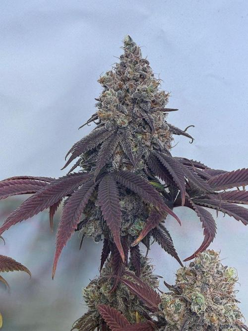 All about Terps. Week 18