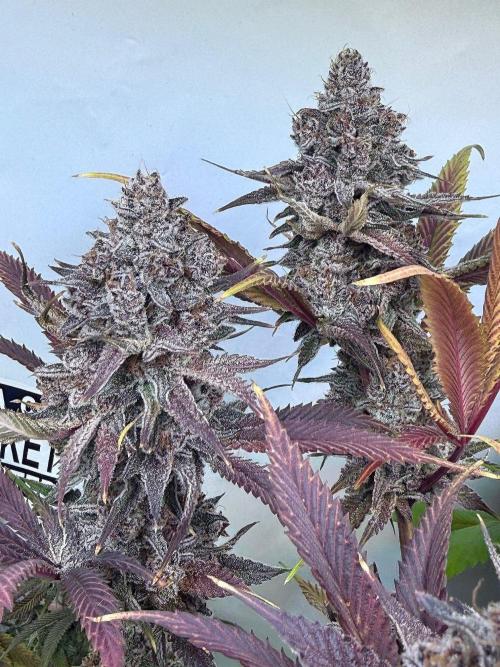 All about Terps. Week 18