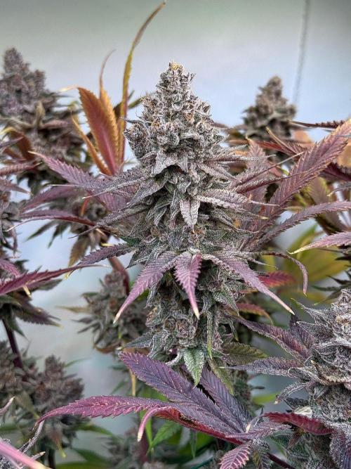 All about Terps. Week 18