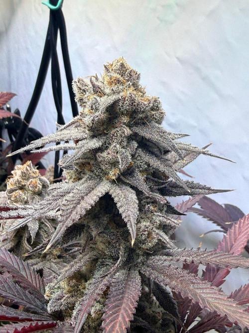 All about Terps. Week 18