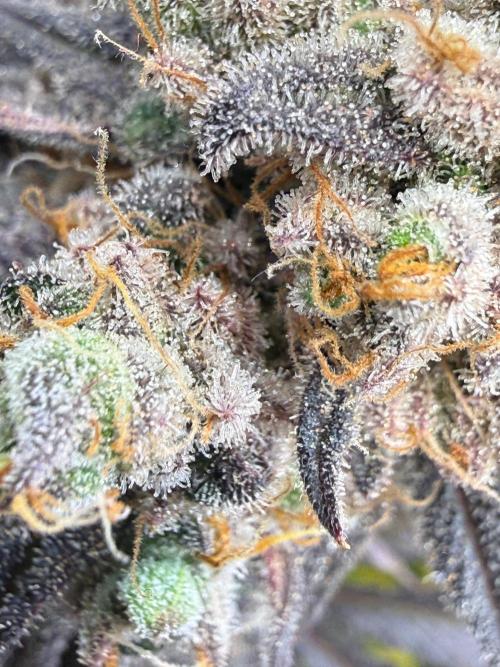 All about Terps. Week 18