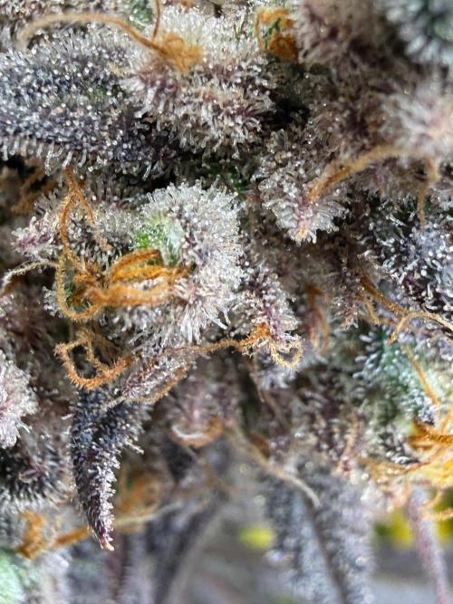 All about Terps. Week 18