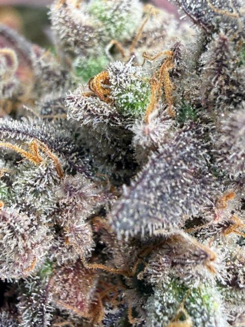 All about Terps. Week 18