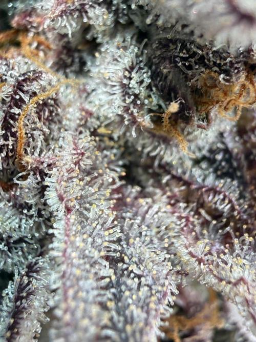 All about Terps. Week 18