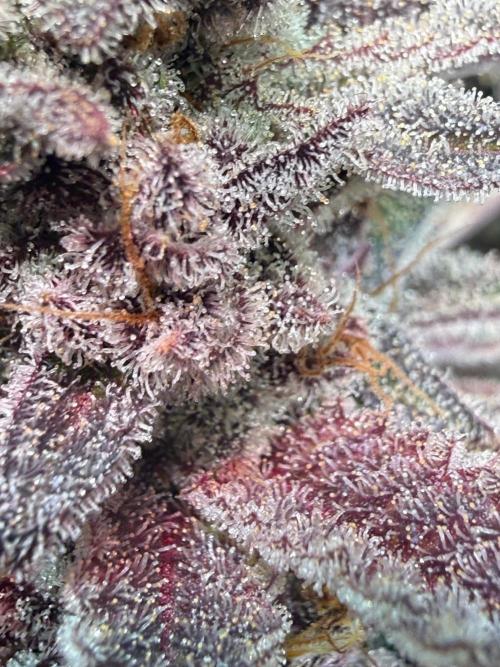 All about Terps. Week 18