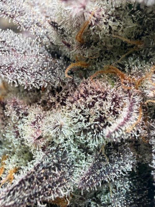 All about Terps. Week 18