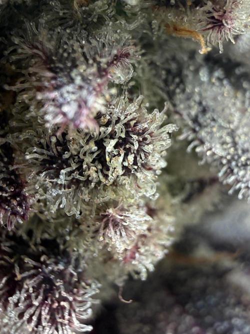 All about Terps. Week 18