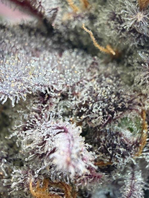 All about Terps. Week 18