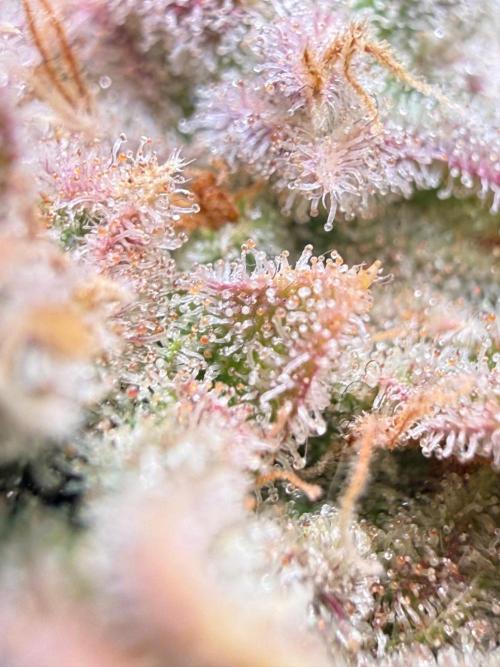 All about Terps. Week 18