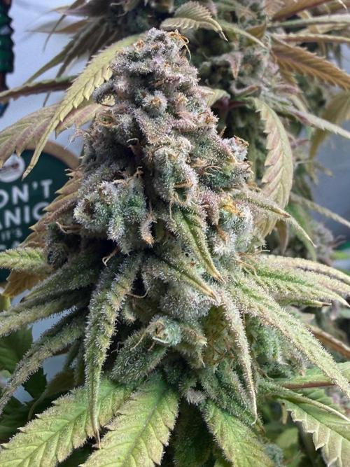 All about Terps. Week 18