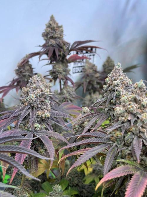 All about Terps. Week 18