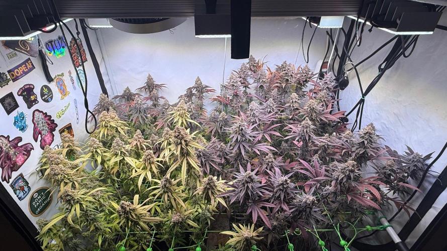 All about Terps. Week 18