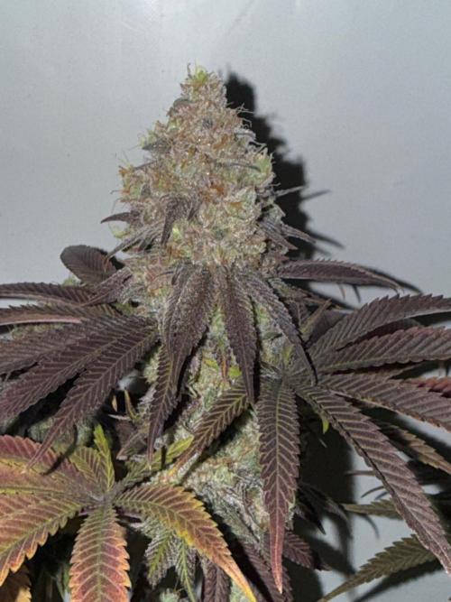 All about Terps. Week 18