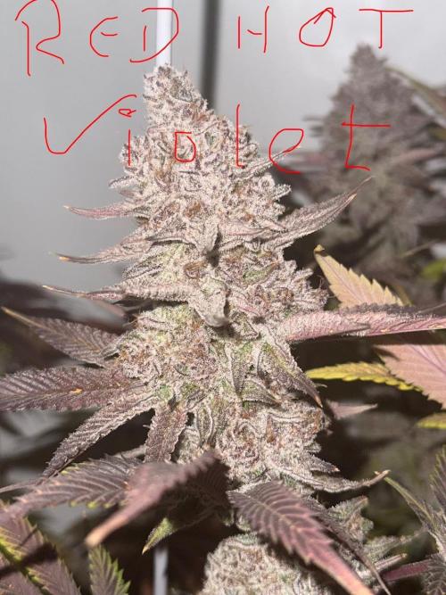 All about Terps. Week 18