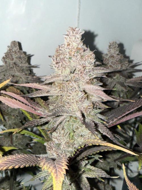 All about Terps. Week 18