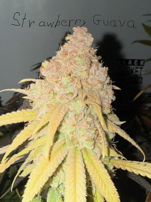 All about Terps. Week 18