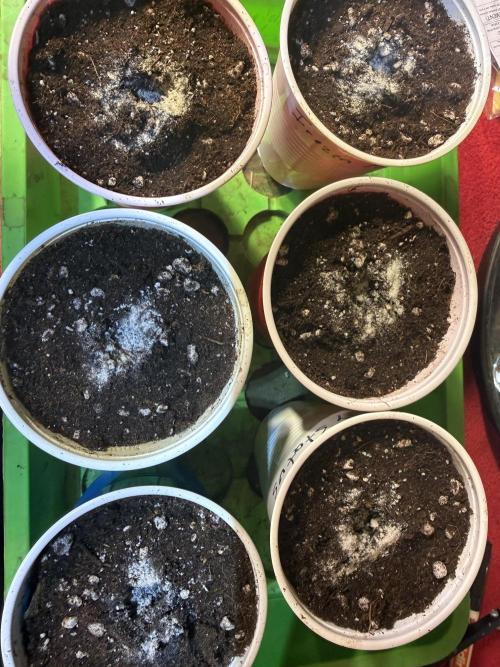 Time for Heavy Hitters. Week 0 - after 48h soaking they are in soil..