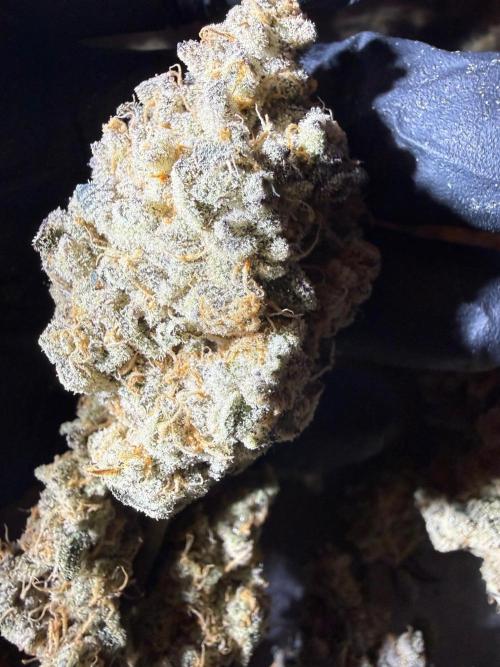 Fire in 40x40. Week 17