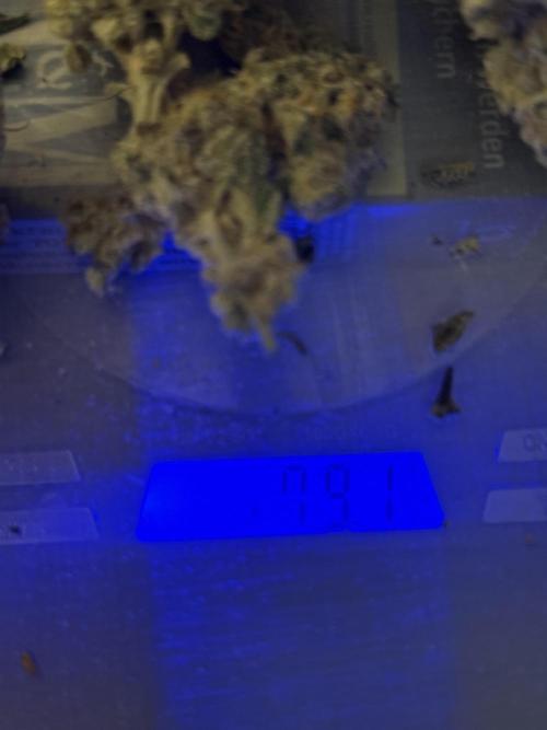 Fire in 40x40. Week 17