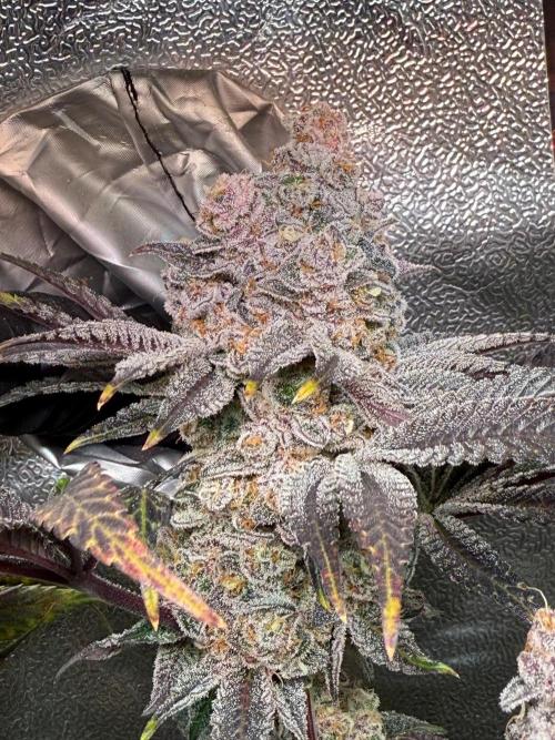 Fire in 40x40. Week 17