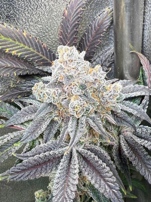 Fire in 40x40. Week 17