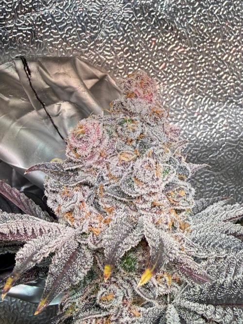 Fire in 40x40. Week 17