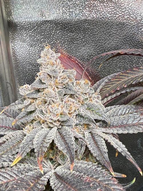 Fire in 40x40. Week 17