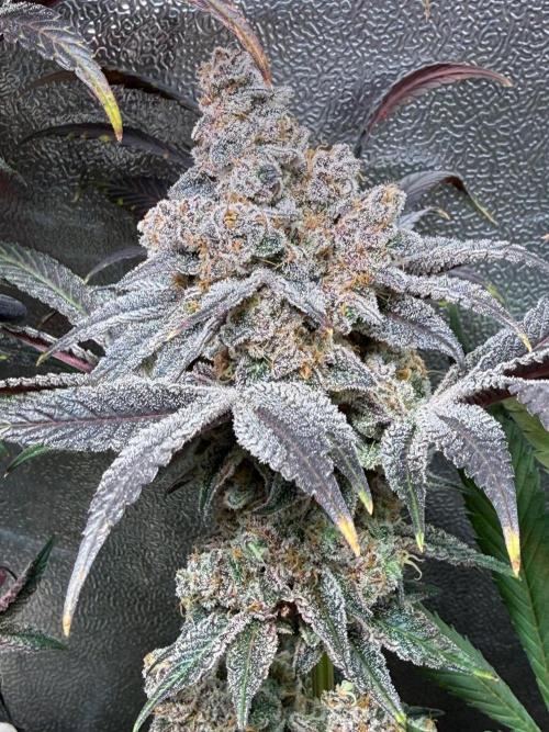 Fire in 40x40. Week 17