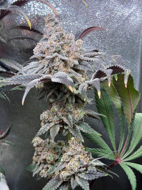 Fire in 40x40. Week 17