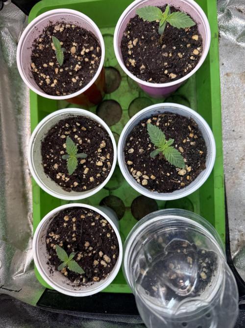 Time for Heavy Hitters. Week 1