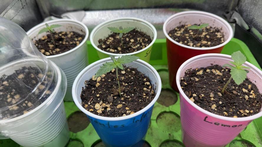 Time for Heavy Hitters. Week 1