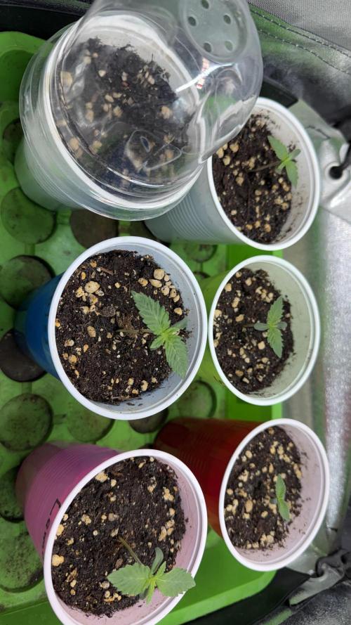 Time for Heavy Hitters. Week 1