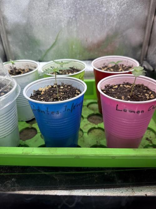 Time for Heavy Hitters. Week 1