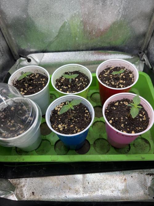 Time for Heavy Hitters. Week 1