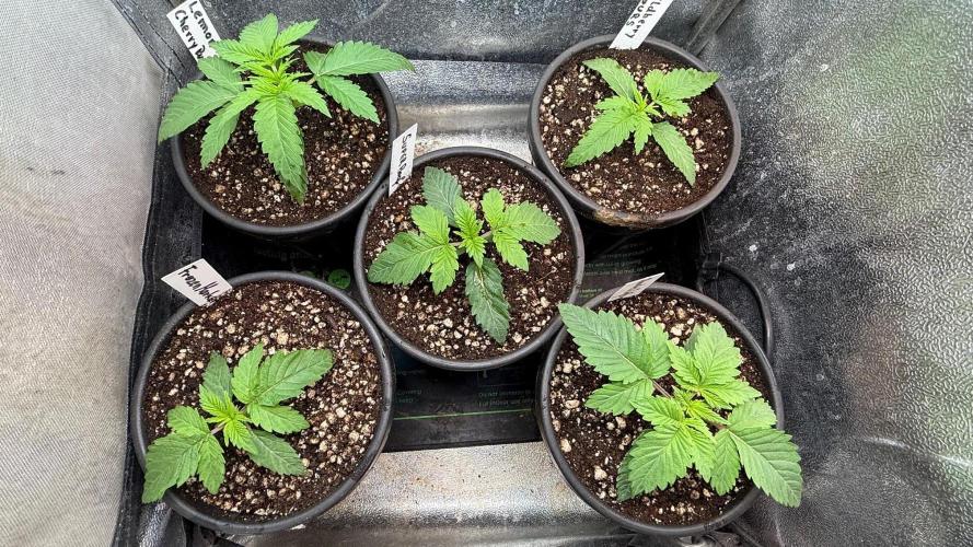 Time for Heavy Hitters. Week 2