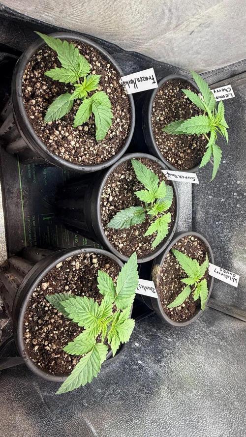 Time for Heavy Hitters. Week 2