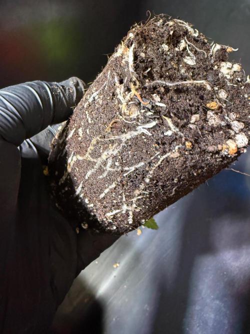 Time for Heavy Hitters. Week 2 - Wildberry Sours