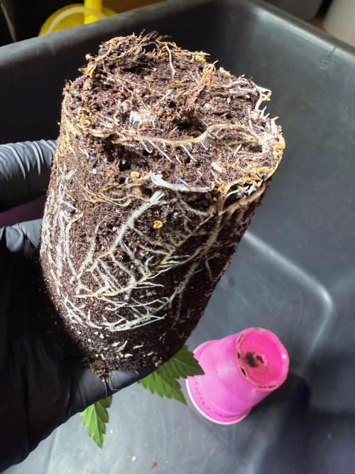 Time for Heavy Hitters. Week 2 - Lemon Cherry Runtz