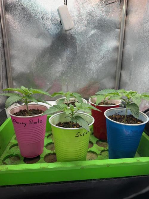 Time for Heavy Hitters. Week 2