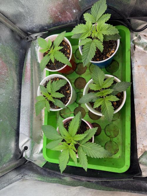 Time for Heavy Hitters. Week 2