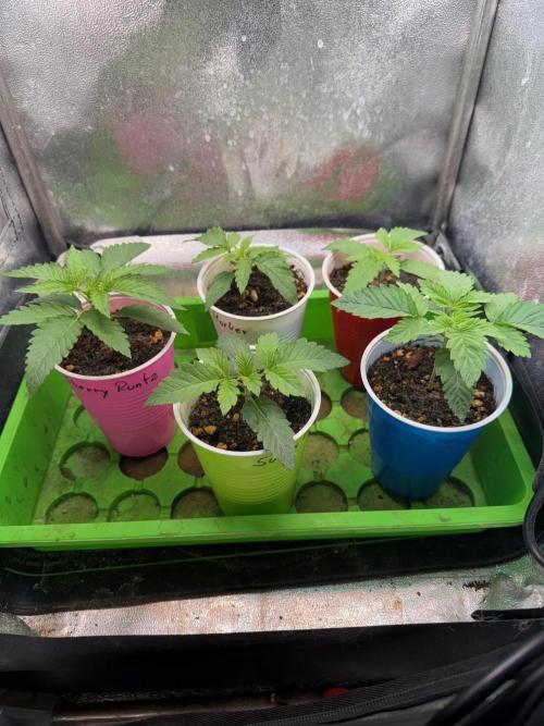 Time for Heavy Hitters. Week 2