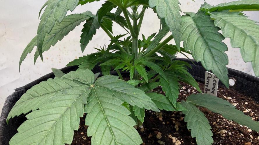 Time for Heavy Hitters. Week 3