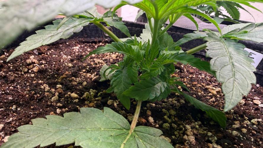 Time for Heavy Hitters. Week 3