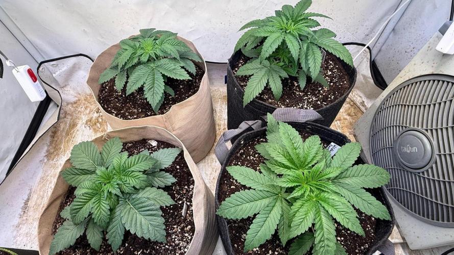 Time for Heavy Hitters. Week 3