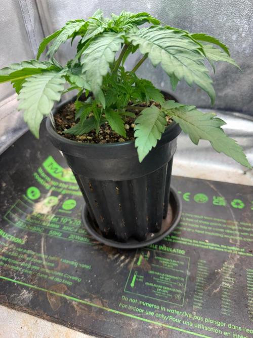 Time for Heavy Hitters. Week 3 - ready for transplant